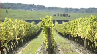 Pieds de vignes et vignoble