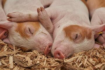 Porcs endormis