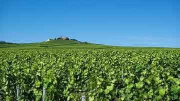 vignoble à proximité de Reims, en région Champagne