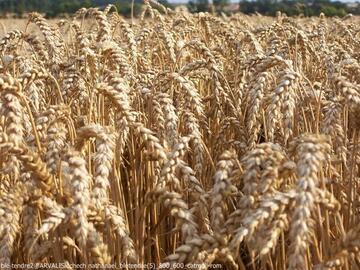 Qualité du blé tendre récolte 2019 - résultats partiels au 19 août 2019