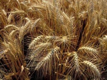 Qualité des blés durs français – récolte 2023