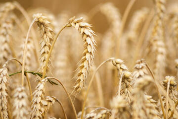 Qualité des blés récolte 2022 - résultats partiels au 16 août 2022