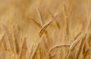 Qualité du blé dur récolte 2021 - résultats partiels au 31 août 2021