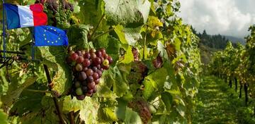 15 octobre : paiements de l’organisation commune de marché (OCM) vitivinicole