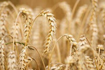 Qualité des blés récolte 2023 - résultats partiels au 28 août 2023