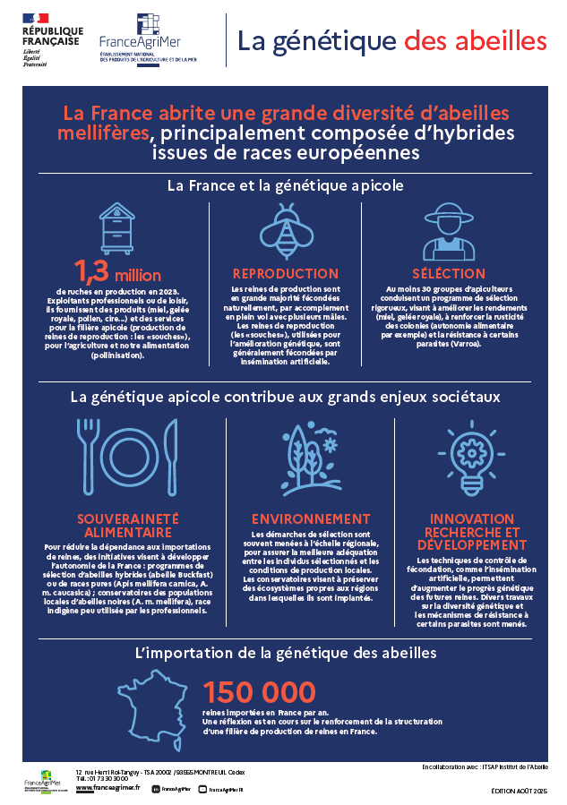 Infographie Génétique des abeilles