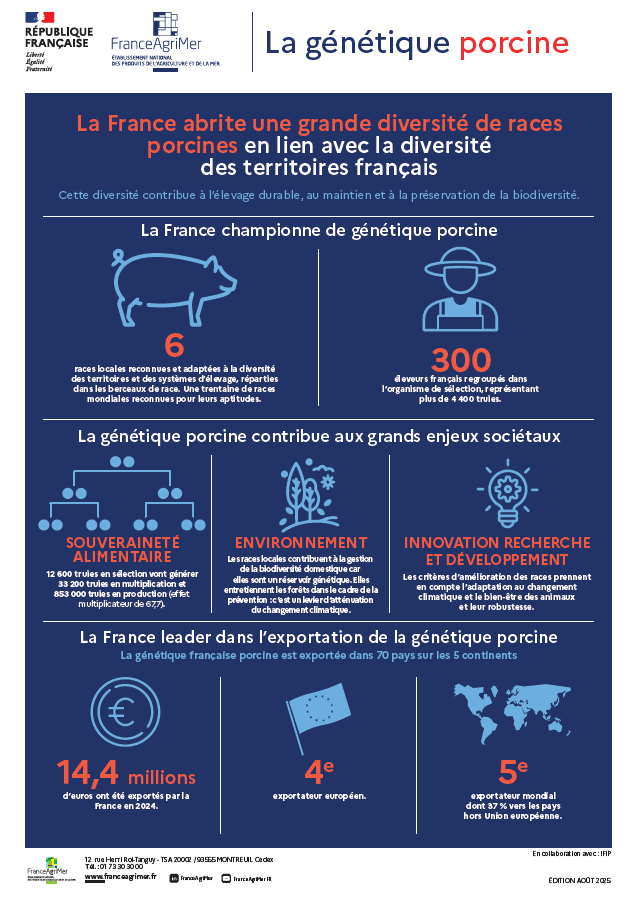 Infographie Génétique Porcine