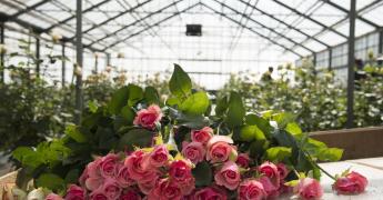 Roses biologiques sous serre
