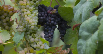Grappes de raisins sur le pied de vigne