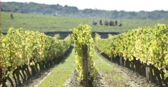 Pieds de vignes et vignoble