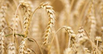 Epis de blé en gros plan
