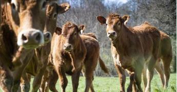 Troupeau de jeunes boeufs dans un pré