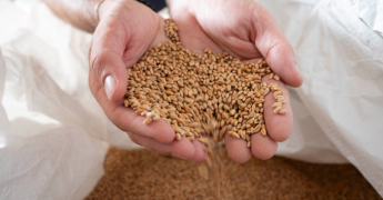 Grains de blé dans des mains