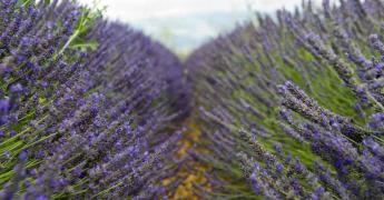 Champ de lavandes