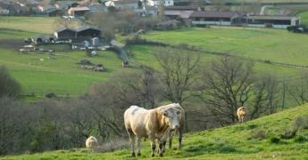Paysage rural avec des vaches blanches en premier plan et une exploitation agricole derrière