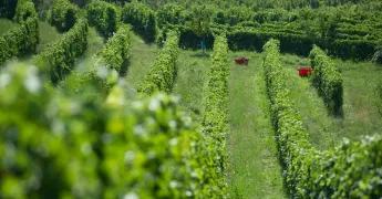 Plusieurs rangs de vignes