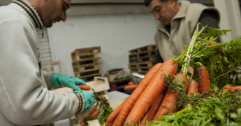Tri et coupe des fanes de carottes pour les filets solidaires par des travailleurs en insertion.