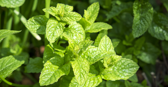 Plant de menthe