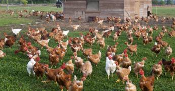 Poules en plein air, devant un poulailler