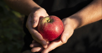 Pomme dans des mains
