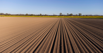 Champ de grande culture
