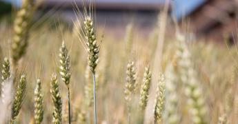 Gros plan sur des épis de blé