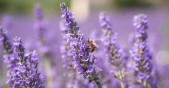 Abeille sur lavande