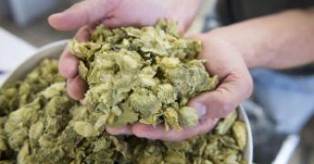Houblon dans les mains d'un brasseur