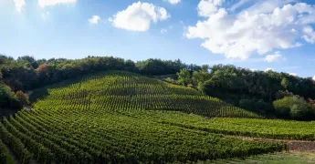 Vignes sur colline