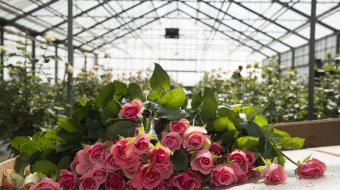 Roses biologiques sous serre