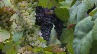 Grappes de raisins sur le pied de vigne