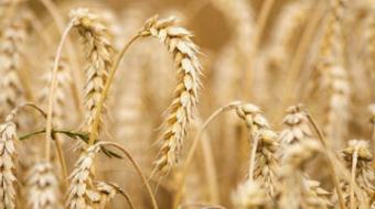 Epis de blé en gros plan