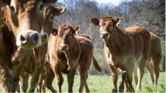 Troupeau de jeunes boeufs dans un pré