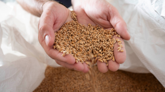 Grains de blé dans des mains