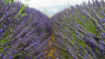 Champ de lavandes