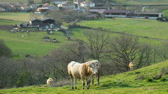 Paysage rural avec des vaches blanches en premier plan et une exploitation agricole derrière
