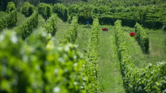 Plusieurs rangs de vignes