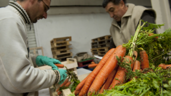 Tri et coupe des fanes de carottes pour les filets solidaires par des travailleurs en insertion.