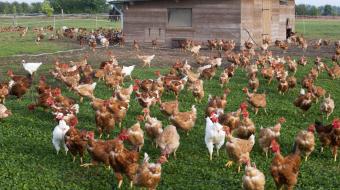 Poules en plein air, devant un poulailler