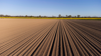 Champ de grande culture