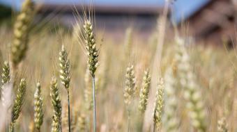 Gros plan sur des épis de blé