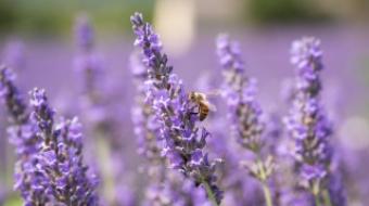 Abeille sur lavande