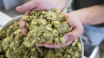 Houblon dans les mains d'un brasseur