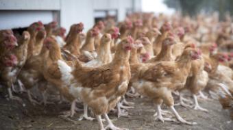 Elevage poulets Loué en plein air