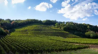 Vignes sur colline