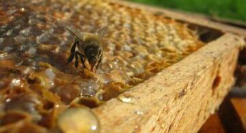 photo d'abeille