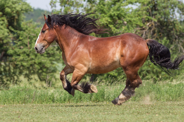 Cheval breton