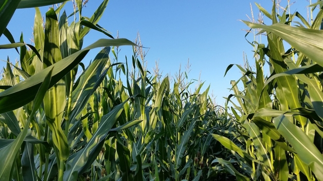 En France, la récolte de maïs est en cours 