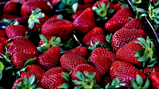 Une consommation de fraises encore hésitante au début du printemps