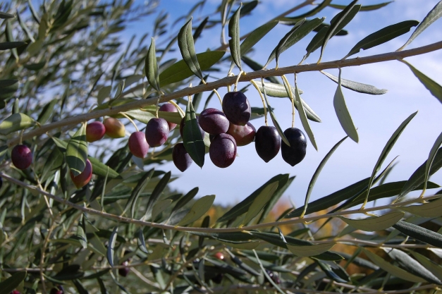 Rameaux d'olivier